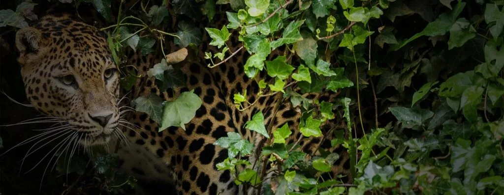 wildlife-slider