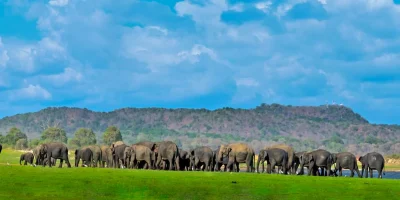 Elephant-Gathering-in-Minneriya-National-Park