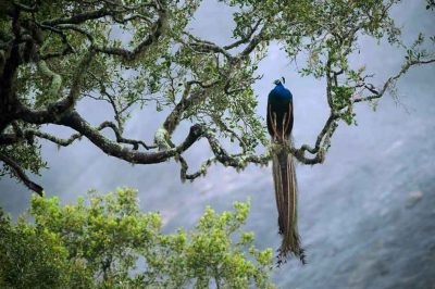 sinharaja-forest-feserve-sri-lanka-945x630